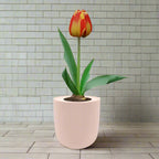 Darwin Hybrid Tulip (Banja Luka) Garden Kit - Pink Ceramic Pot
