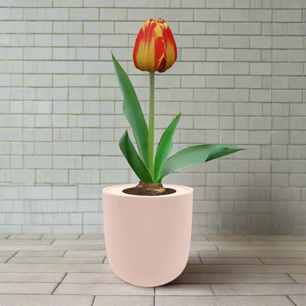 Darwin Hybrid Tulip (Banja Luka) Garden Kit - Pink Ceramic Pot