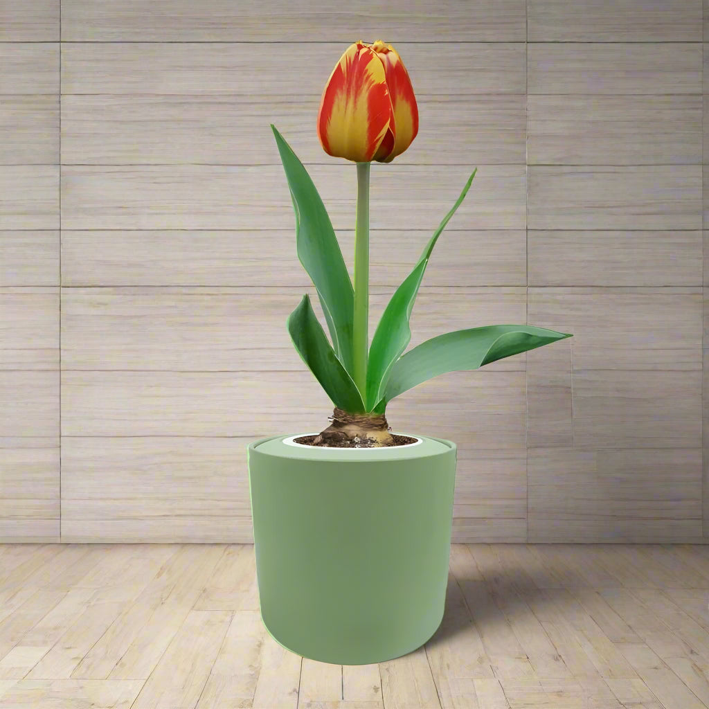 Darwin Hybrid Tulip (Banja Luka) Garden Kit - Green ceramic planter