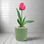 Darwin Hybrid Tulip (Pink Impression) Kit - Green ceramic planter