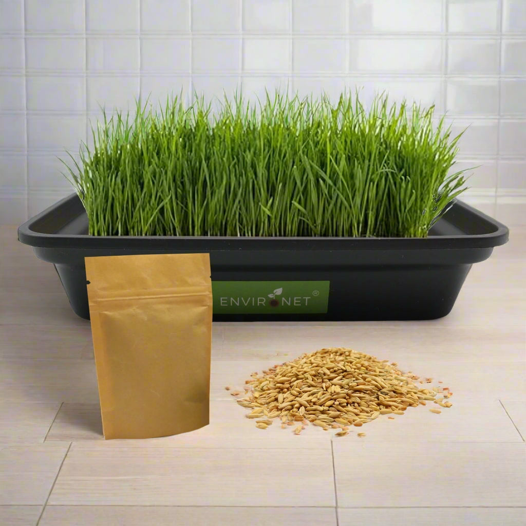 Hydroponic Cat Grass Seeds Mix with Black Low-Top Planter
