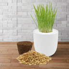 Cat Grass Growing Kit - White Ceramic Pot
