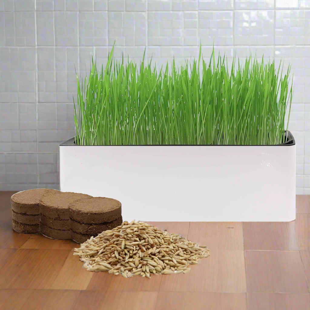 Organic Cat Grass Kit with Cat Grass Seed Mix