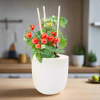 Sweetie Cherry Tomato Hydroponic Kit