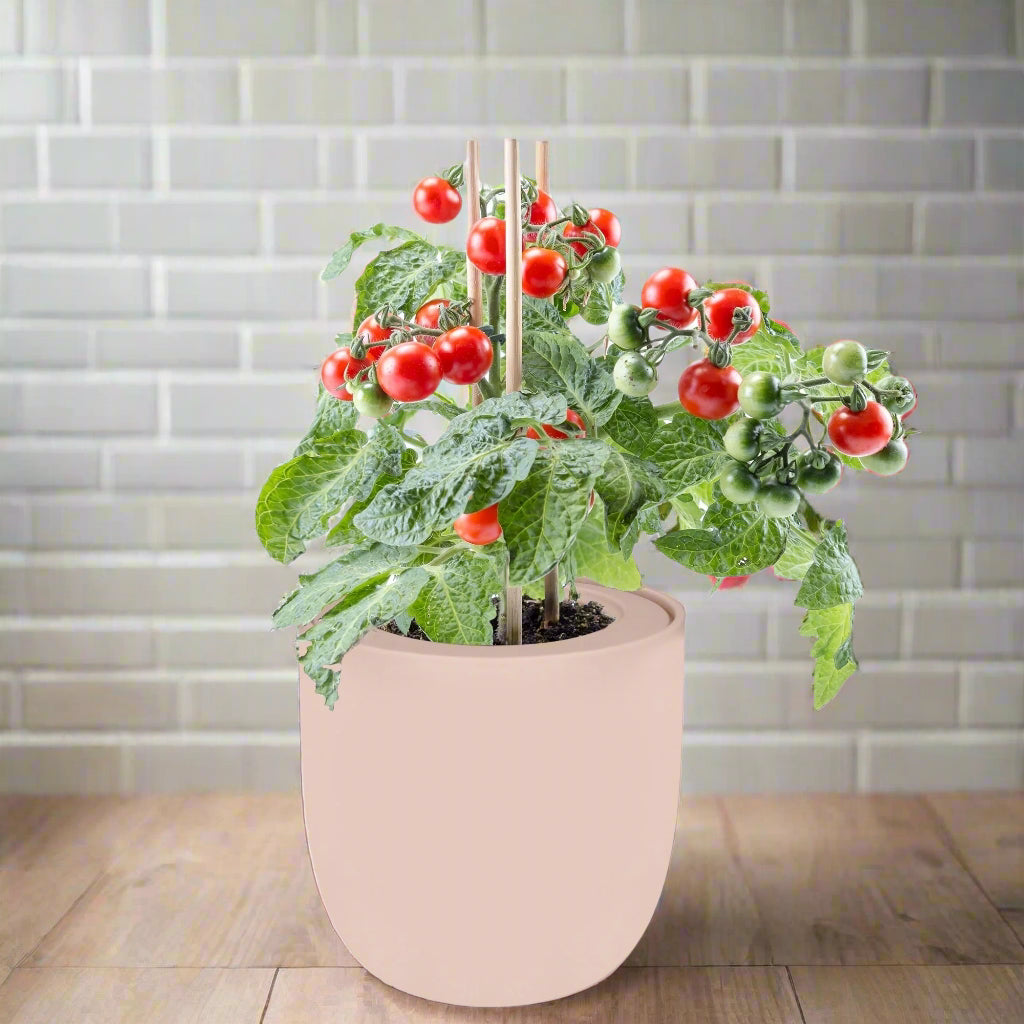 Sweetie Cherry Tomato Hydroponic Kit