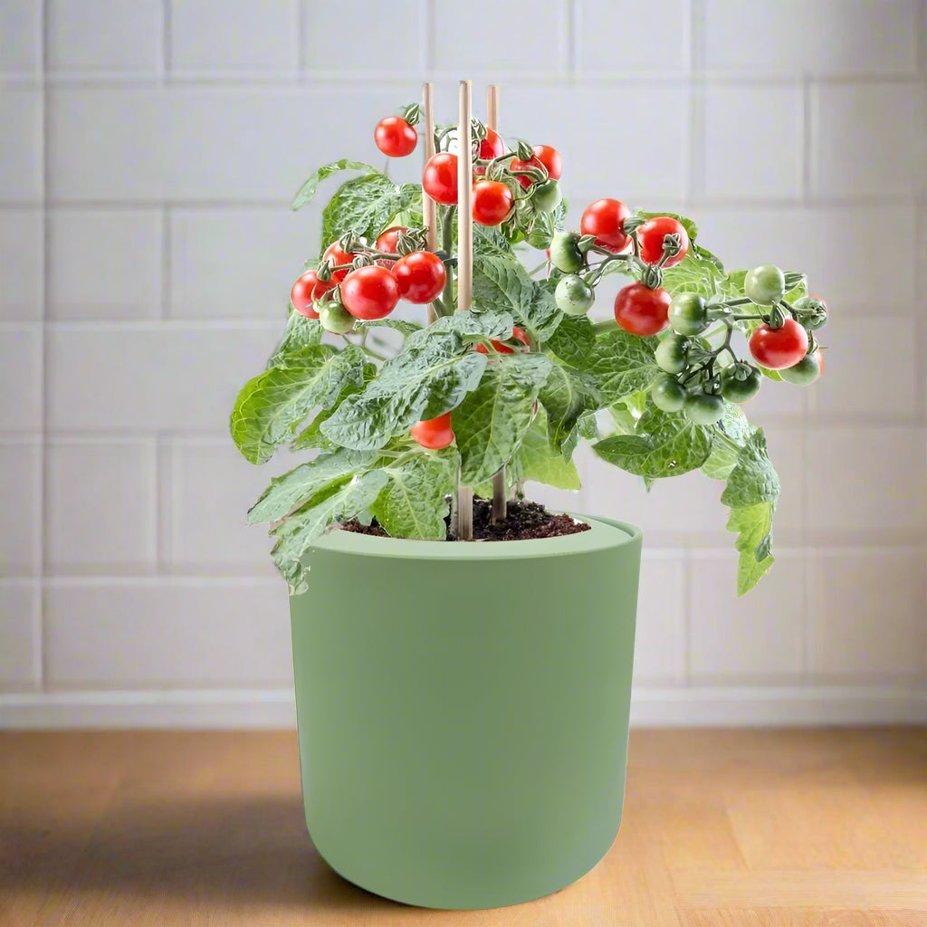 Sweetie Cherry Tomato Hydroponic Kit
