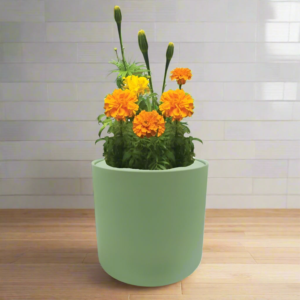 Marigold Hydroponic Kit