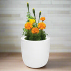 Marigold Hydroponic Kit