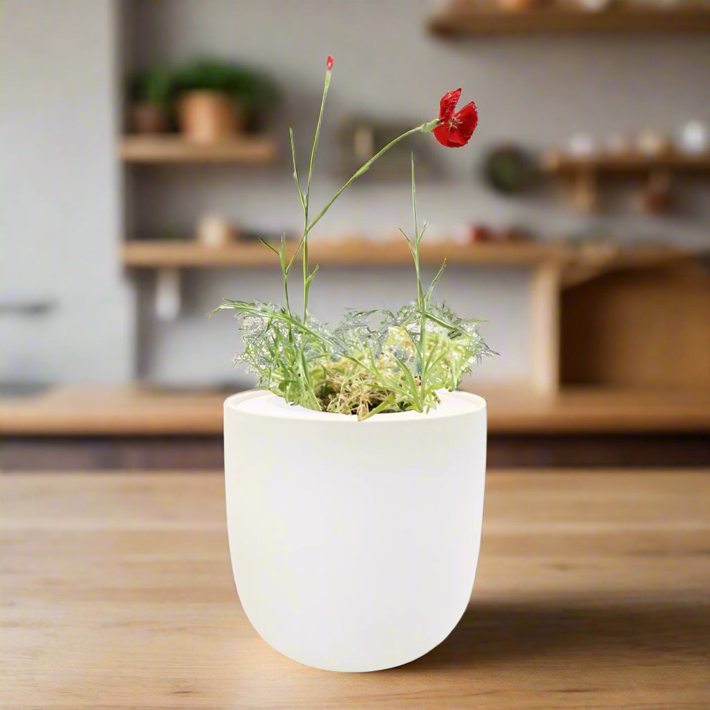 Carnation - Chabaud Giant Red White Ceramic Pot Hydroponic Growing Kit with Seeds