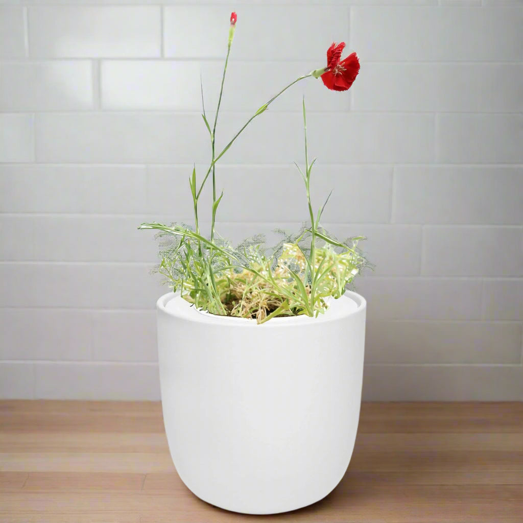 Carnation - Chabaud Giant Red White Ceramic Pot Hydroponic Growing Kit with Seeds