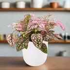 Polka Dot Hypoestes White Ceramic Pot Hydroponic Growing Kit with Seeds