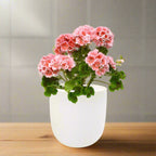 Geranium Mix Seeds White Ceramic Pot Hydroponic Growing Kit with Seeds