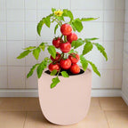 Tomato Red Robin Hydroponic Kit