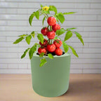 Tomato Red Robin Hydroponic Kit