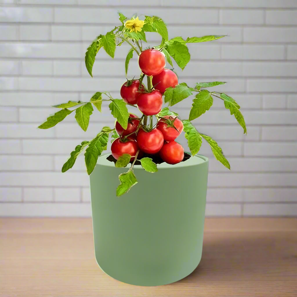 Tomato Red Robin Hydroponic Kit