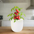 Tomato Red Robin Hydroponic Kit