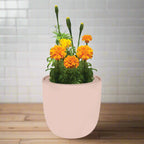 Marigold Hydroponic Kit