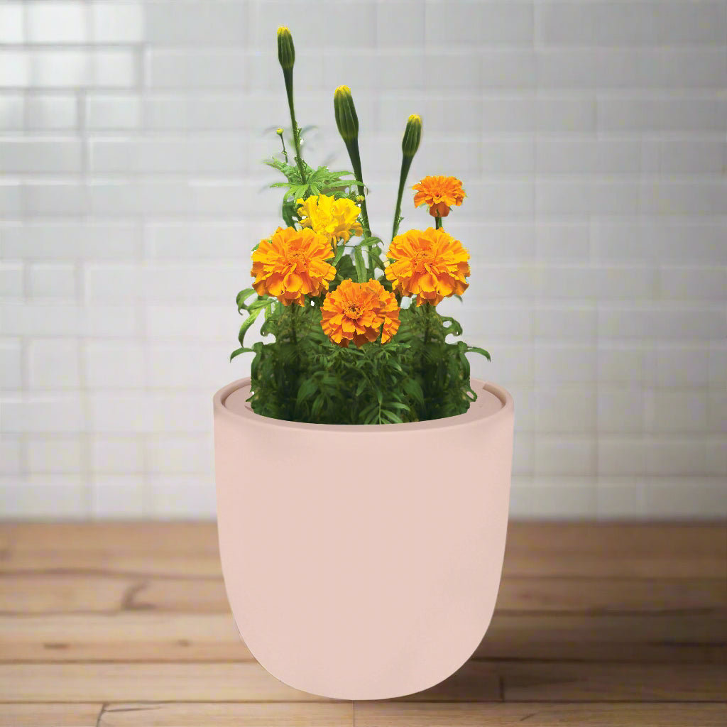 Marigold Hydroponic Kit