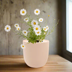 Chamomile Hydroponic Kit