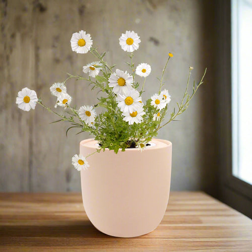 can you plant chamomile in a pot Chamomile Hydroponic Kit – Enviro Garden