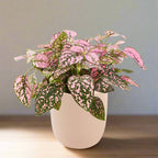 Polka Dot Hypoestes White Ceramic Pot Hydroponic Growing Kit with Seeds