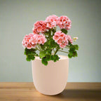 Geranium Mix Seeds White Ceramic Pot Hydroponic Growing Kit with Seeds