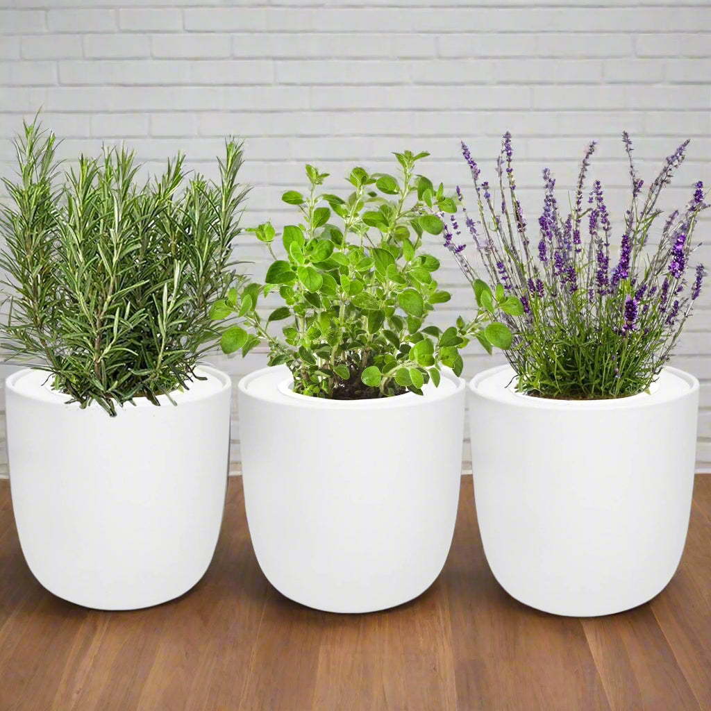 Herb Trio in White Planters (Rosemary, Lavender & Oregano)