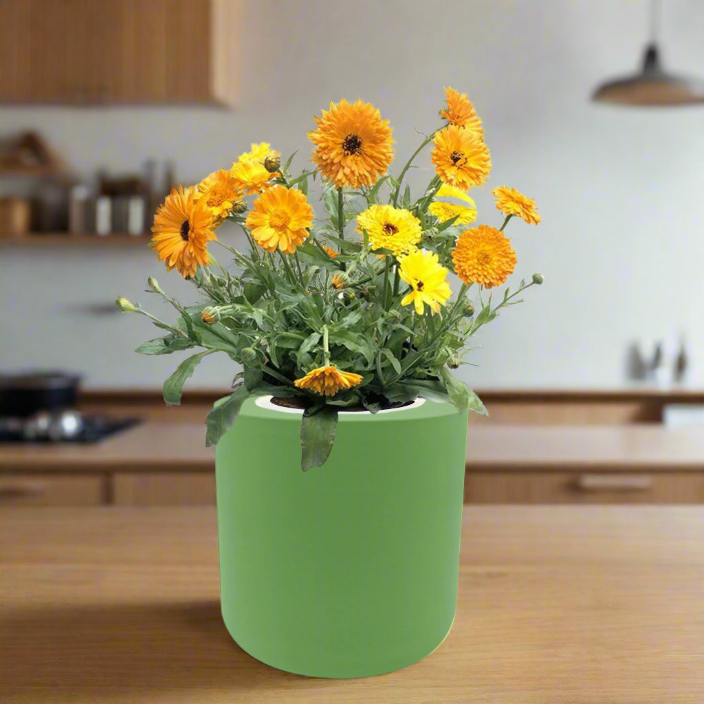 Calendula Hydroponic Kit – Enviro Garden