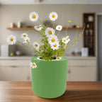 Chamomile Hydroponic Kit