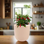 Pepper - Sweet Nardello