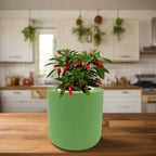 Pepper - Sweet Nardello