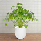 Cilantro Hydroponic Kit