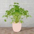 Cilantro Hydroponic Kit