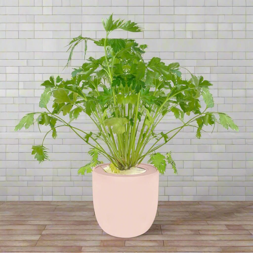 Cilantro Hydroponic Kit