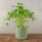 Cilantro Hydroponic Kit
