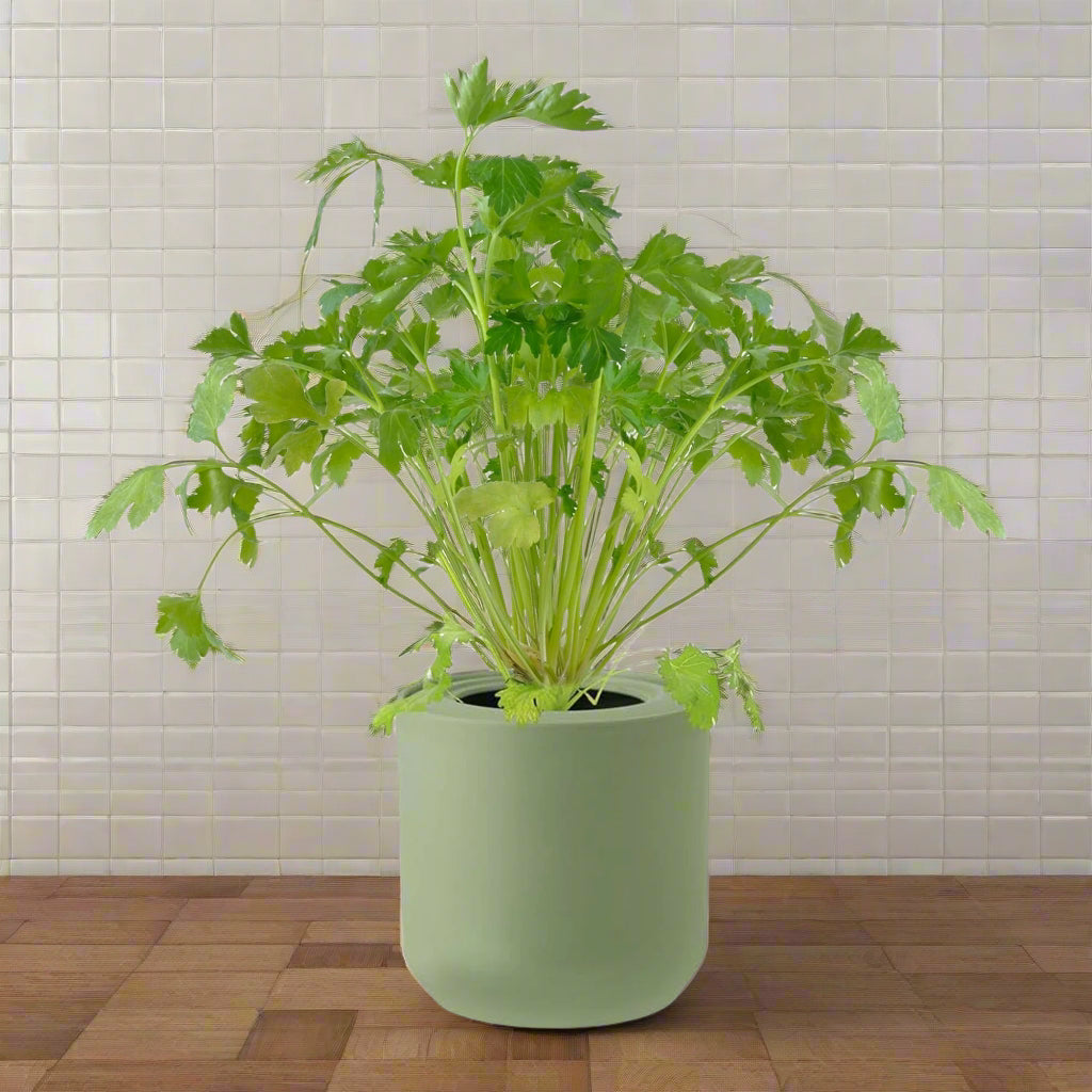 Cilantro Hydroponic Kit