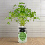 Cilantro Hydroponic Kit