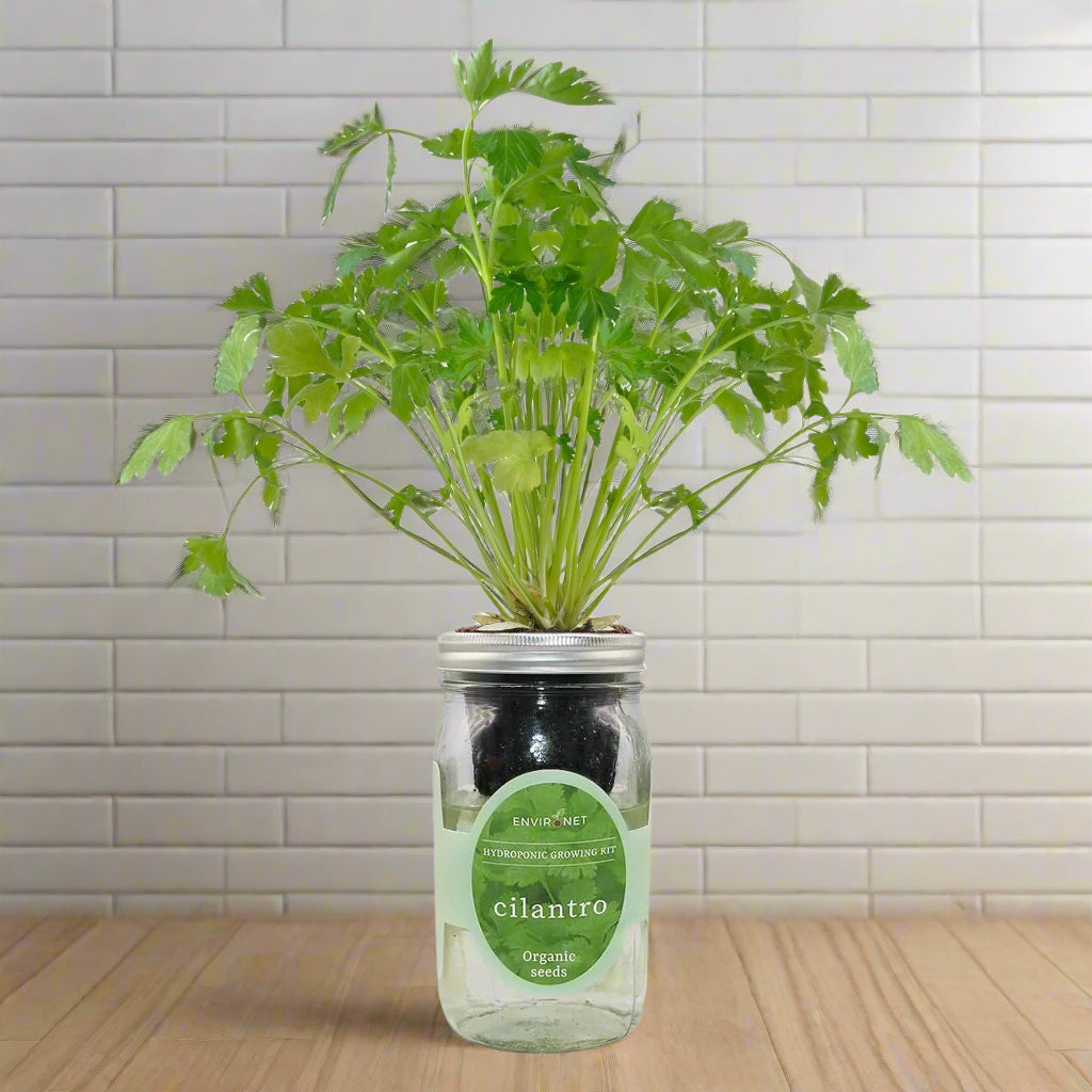 Cilantro Hydroponic Kit