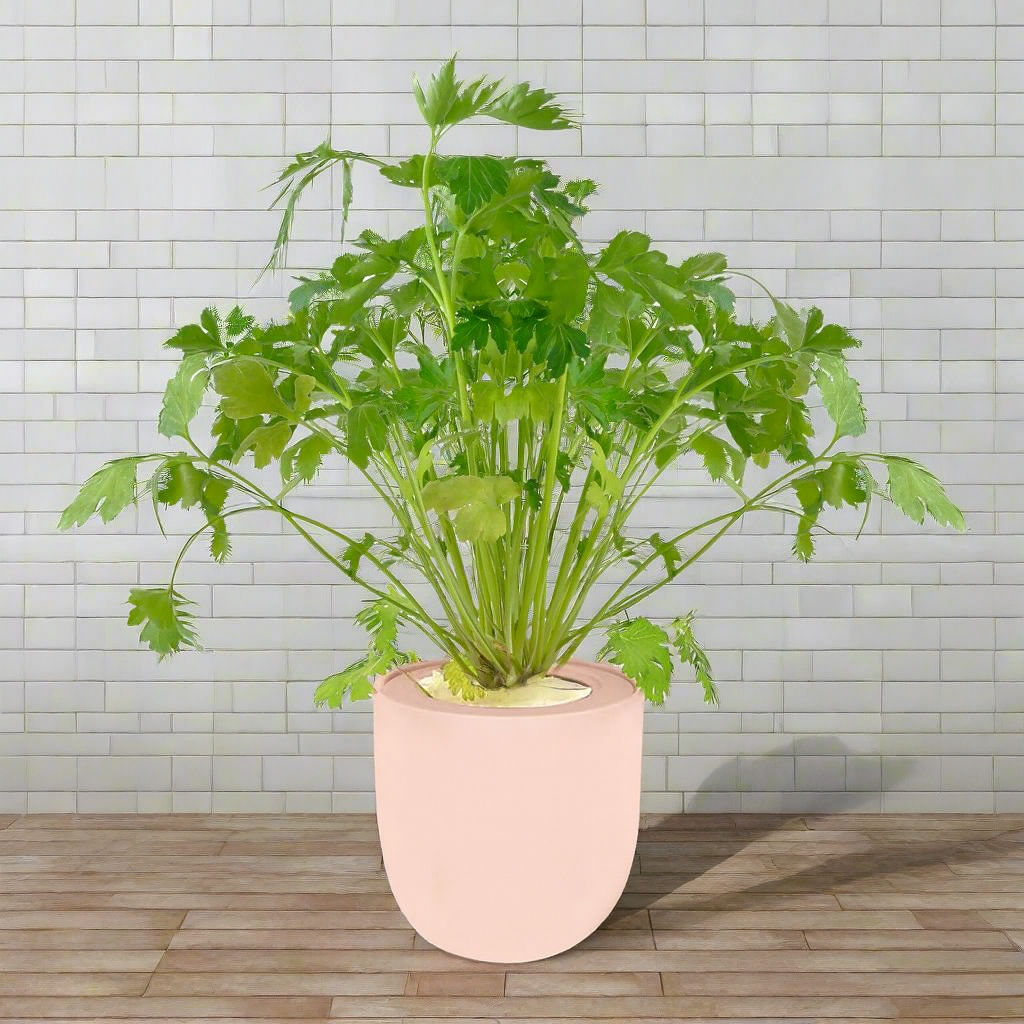 Cilantro Hydroponic Kit