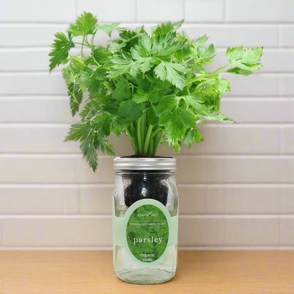Parsley Hydroponic Kit