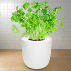 Parsley Hydroponic Kit