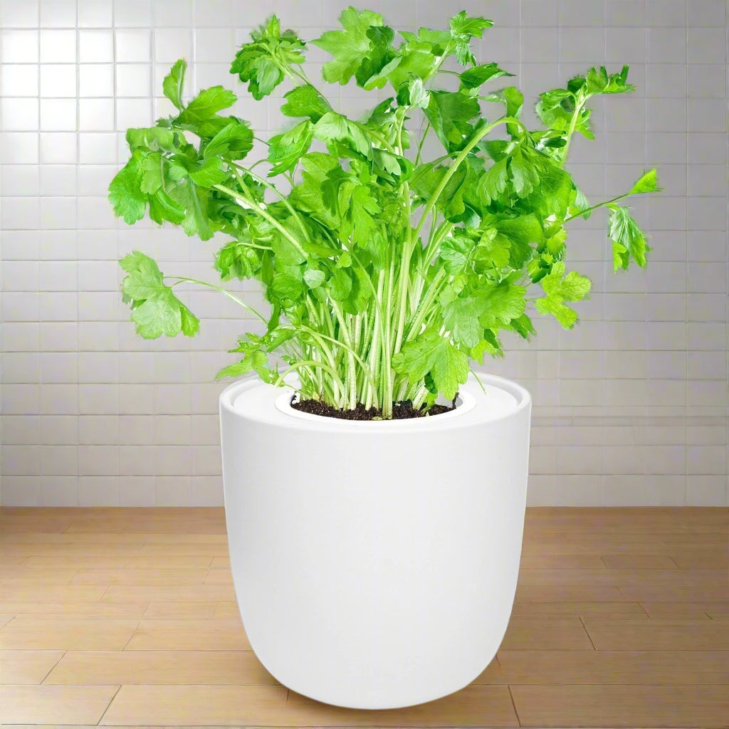Parsley Hydroponic Kit