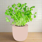 Parsley Hydroponic Kit