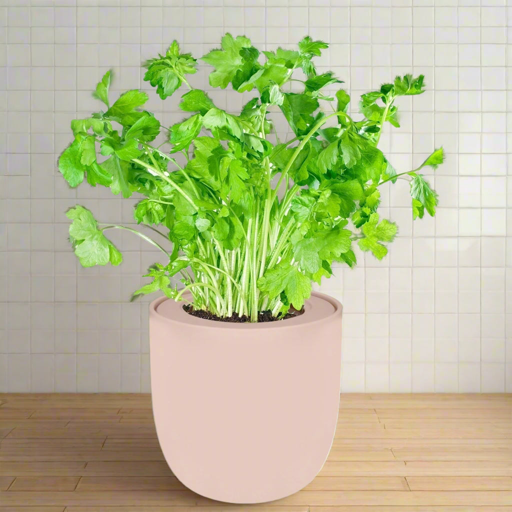 Parsley Hydroponic Kit