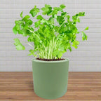 Parsley Hydroponic Kit