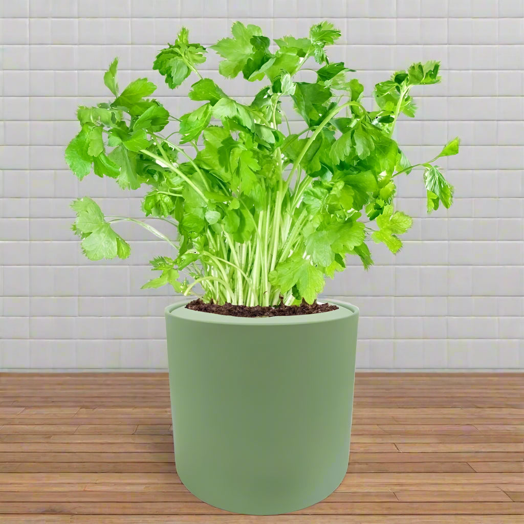 Parsley Hydroponic Kit