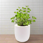Oregano Hydroponic Kit - White Ceramic Pot