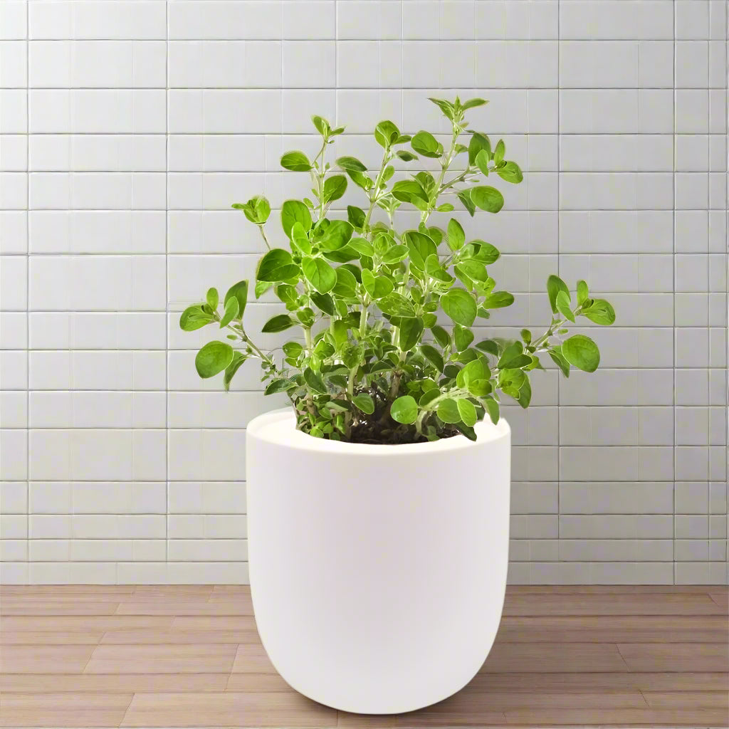 Oregano Hydroponic Kit - White Ceramic Pot