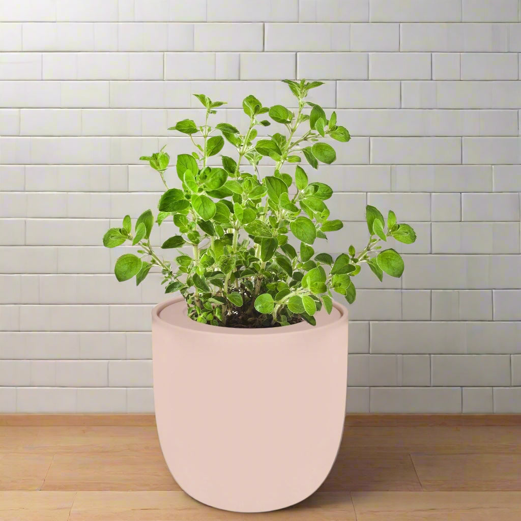 Oregano Hydroponic Kit - Pink Ceramic Pot