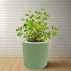 Oregano Hydroponic Kit - Green ceramic planter